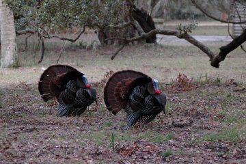 How to Cook Wild Turkey Legs and Thighs