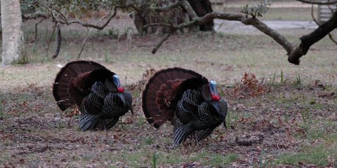 How to Cook Wild Turkey Legs and Thighs