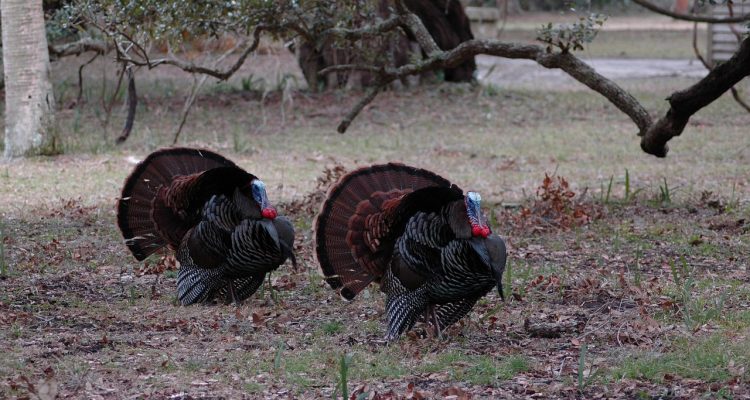 How to Cook Wild Turkey Legs and Thighs